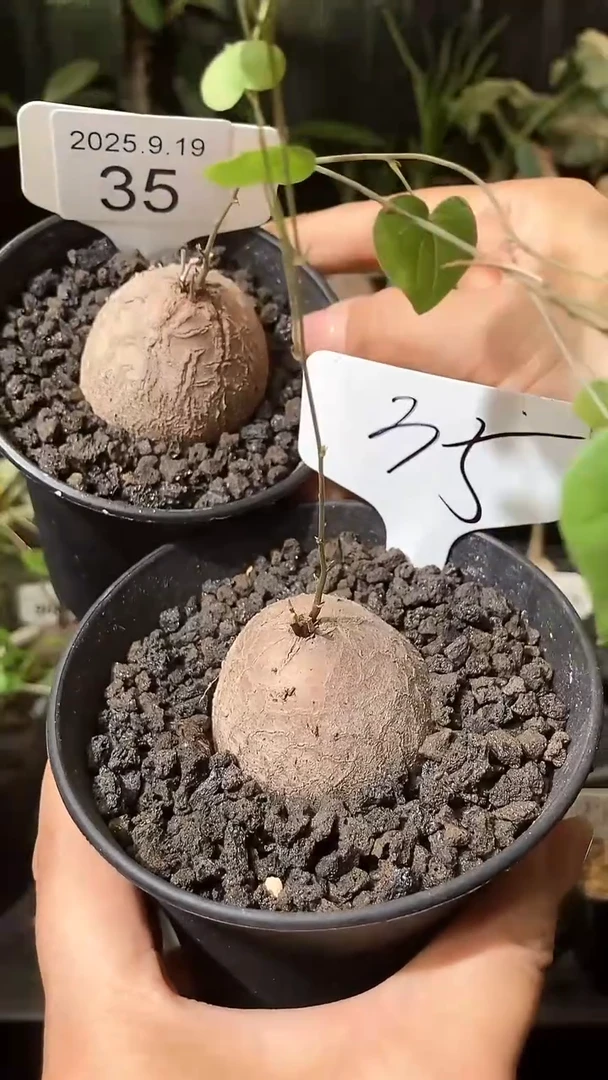35号919福利南非龟甲龙买1个送1个