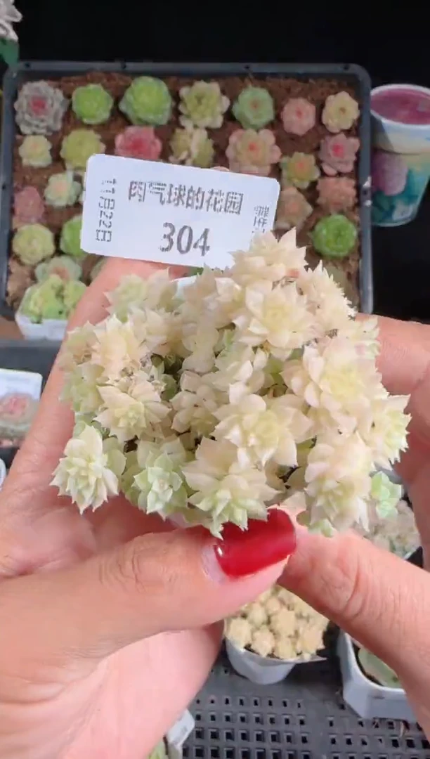 1122-304群生不包整