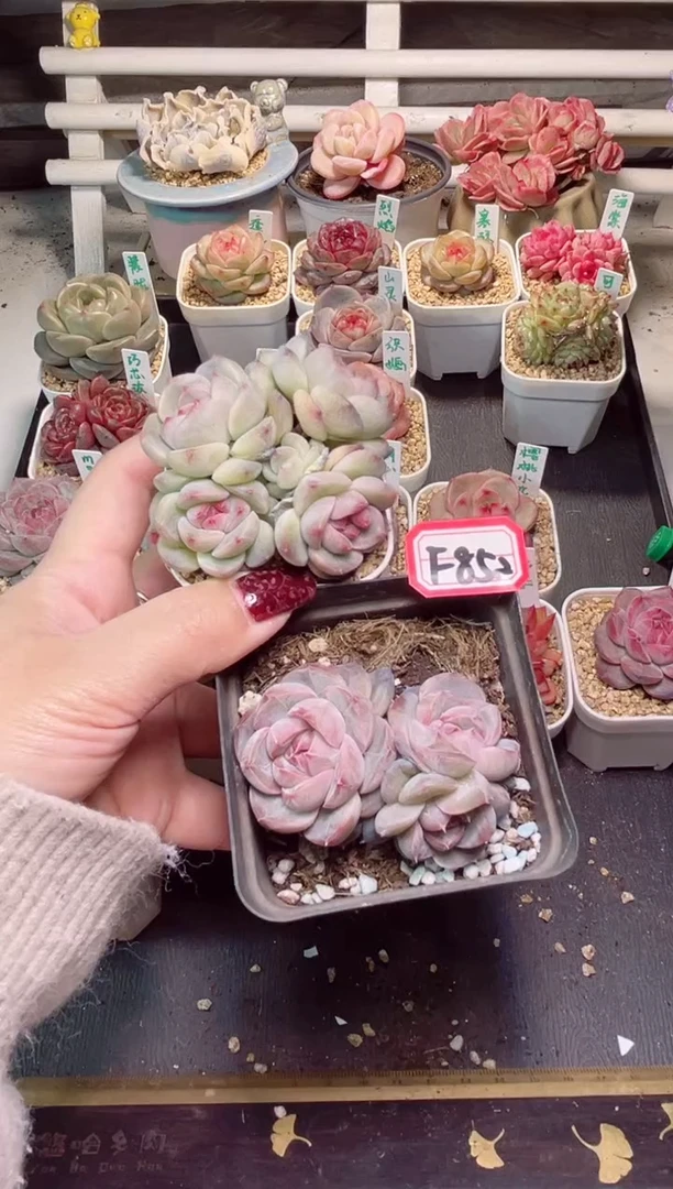 【闪购商品】F852梦境和魅影一物一拍