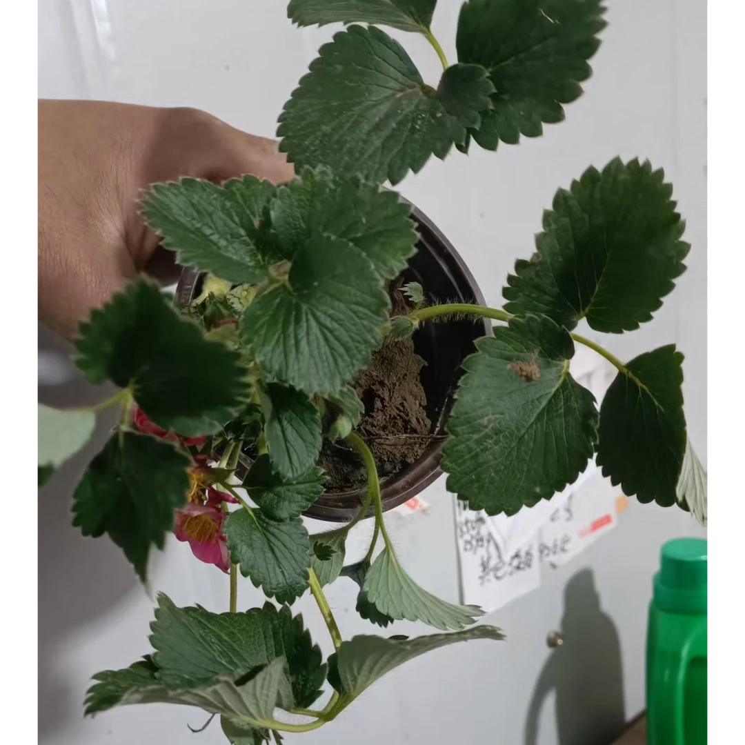 新品四季玫瑰草莓苗带花带果盆栽带土丹东奶油甜宝章姬久香草莓秧