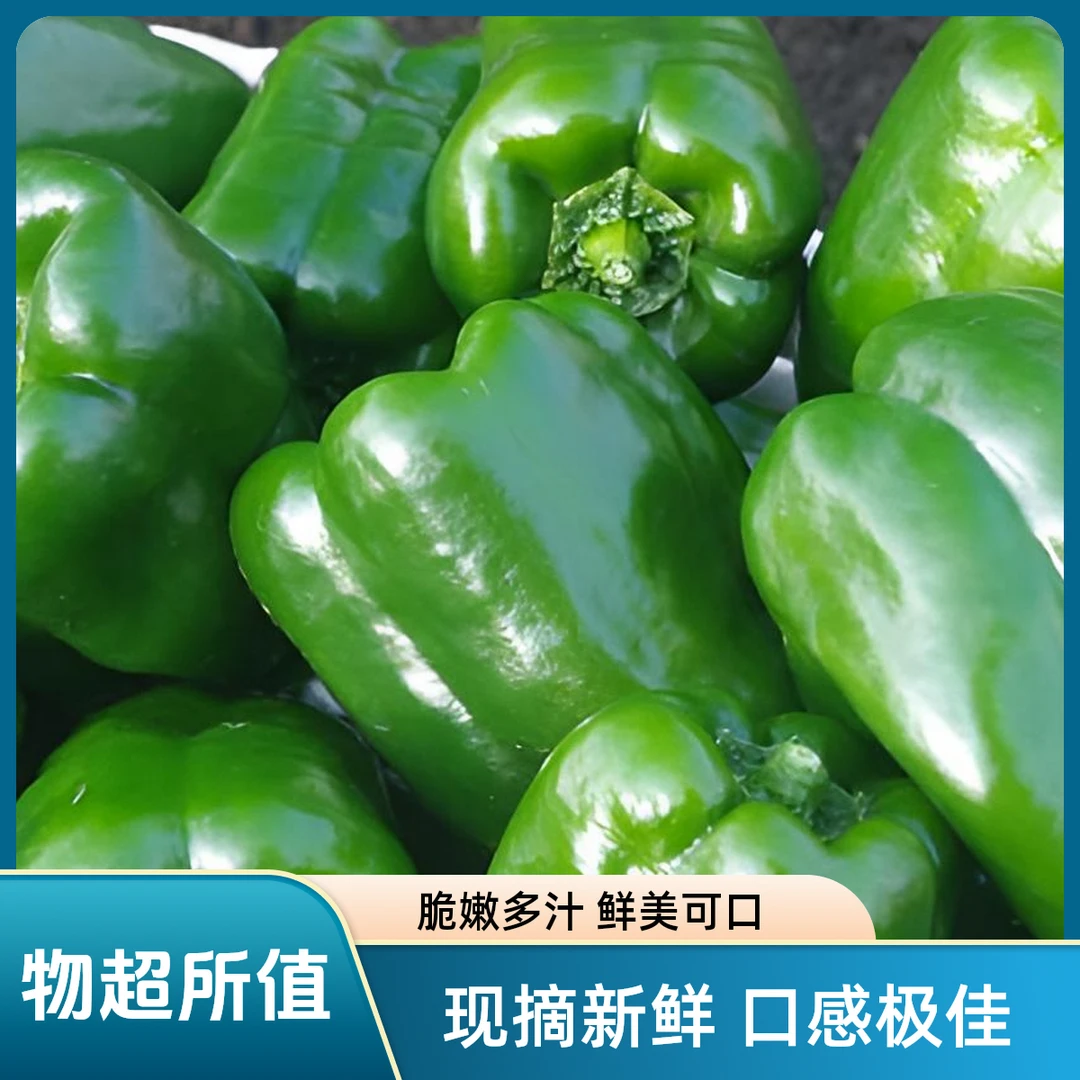 现摘新鲜不辣多汁脆口青椒农家自种