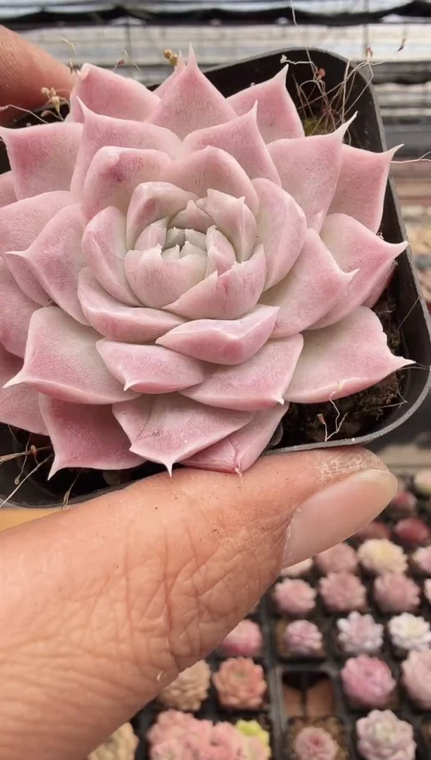 东云多肉园新款-171