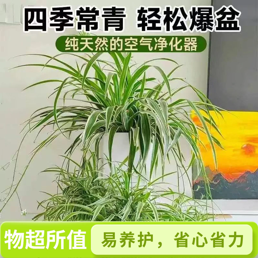 金边吊兰盆栽室内阳台花卉绿植好养垂吊吸除甲醛