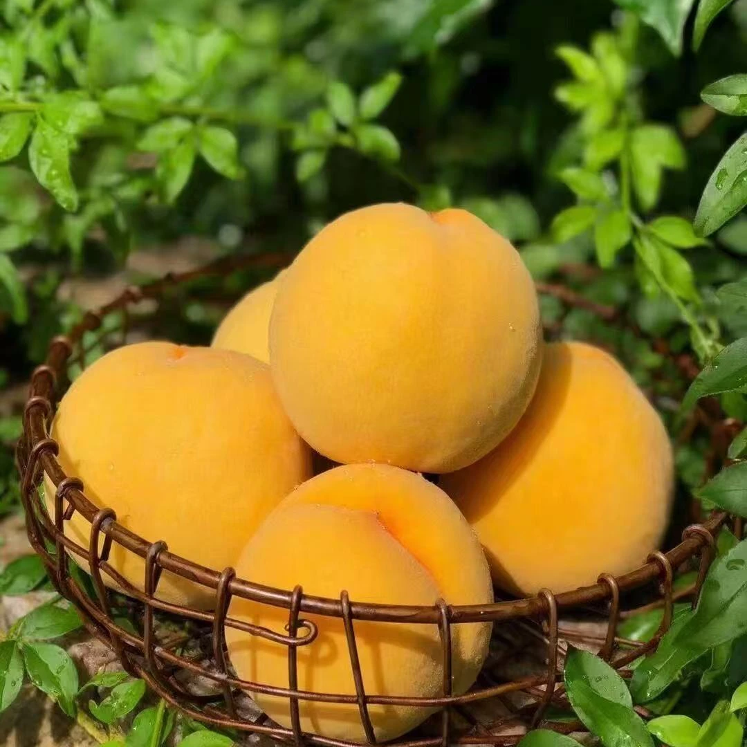 （杨柳依依甄选）蒙阴黄毛桃纯甜无酸黄金蜜桃软硬两吃果园现摘现发