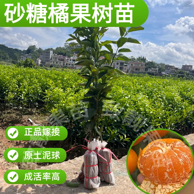 正品四会砂糖橘果树苗早熟砂糖橘果树嫁接苗带土带叶南方果苗包邮