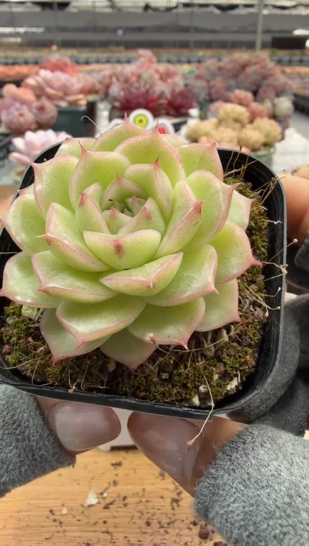 东云多肉园二店-185