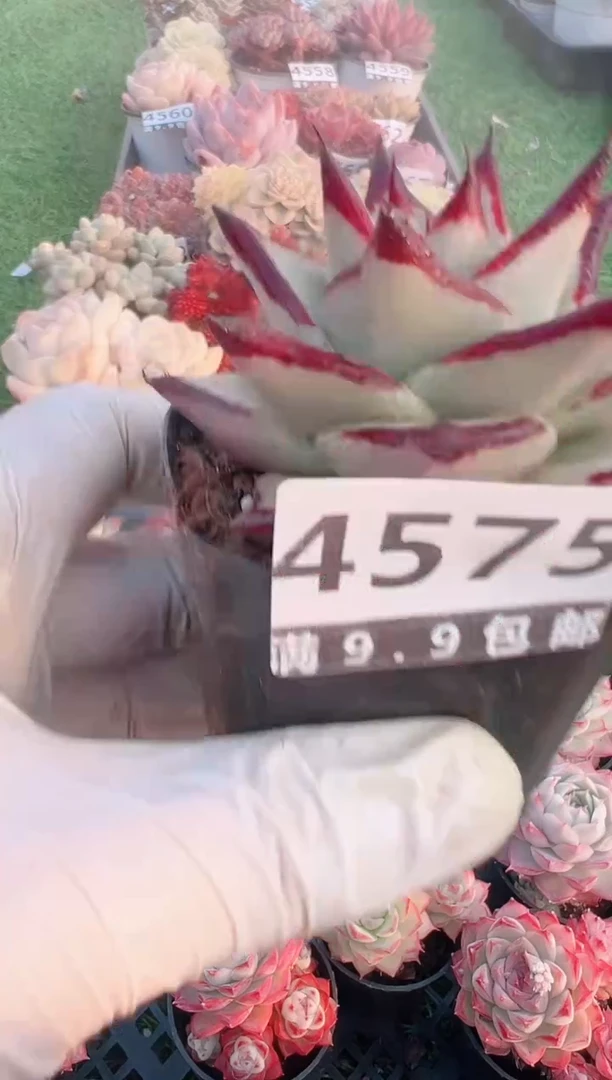 【闪购商品】信福多肉一物一拍