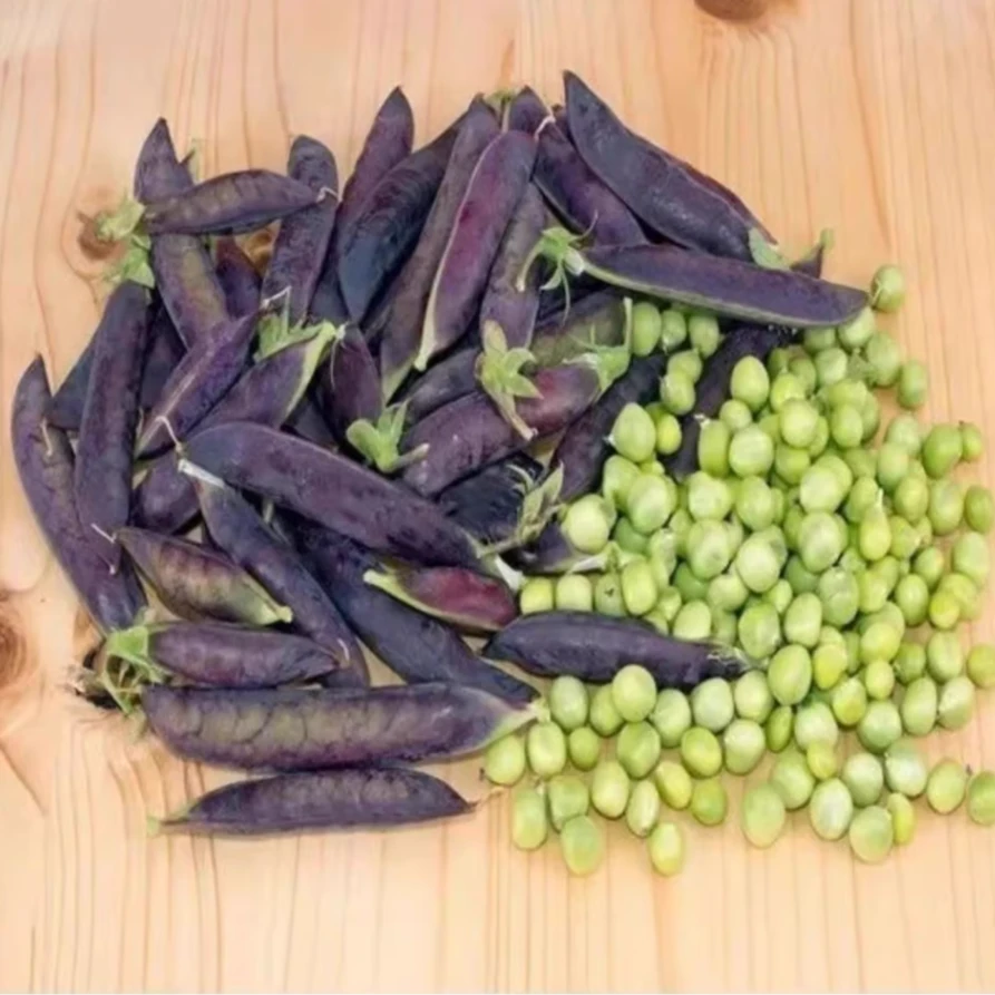 紫玉豌豆种子稀有紫色豌豆生吃甜脆豌豆种籽早熟高产四季蔬菜种孑