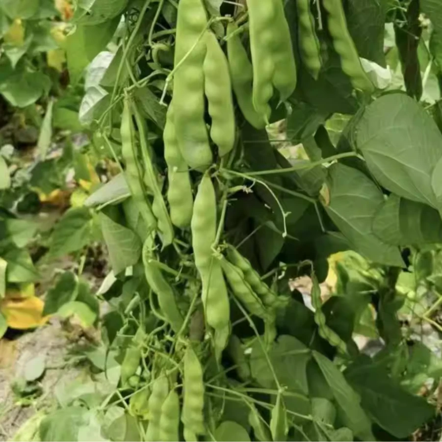 【S】【闯关东嘎啦豆种子】耐热东北油豆角无筋肉厚四季种植盆栽地栽