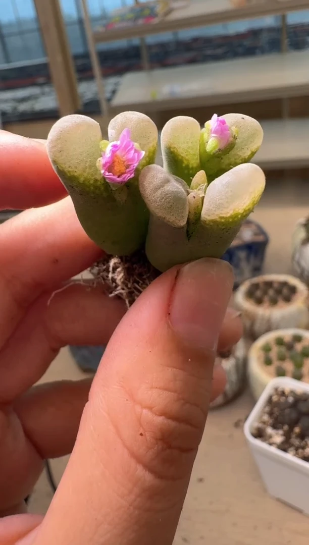 多肉植物肉锥16-208