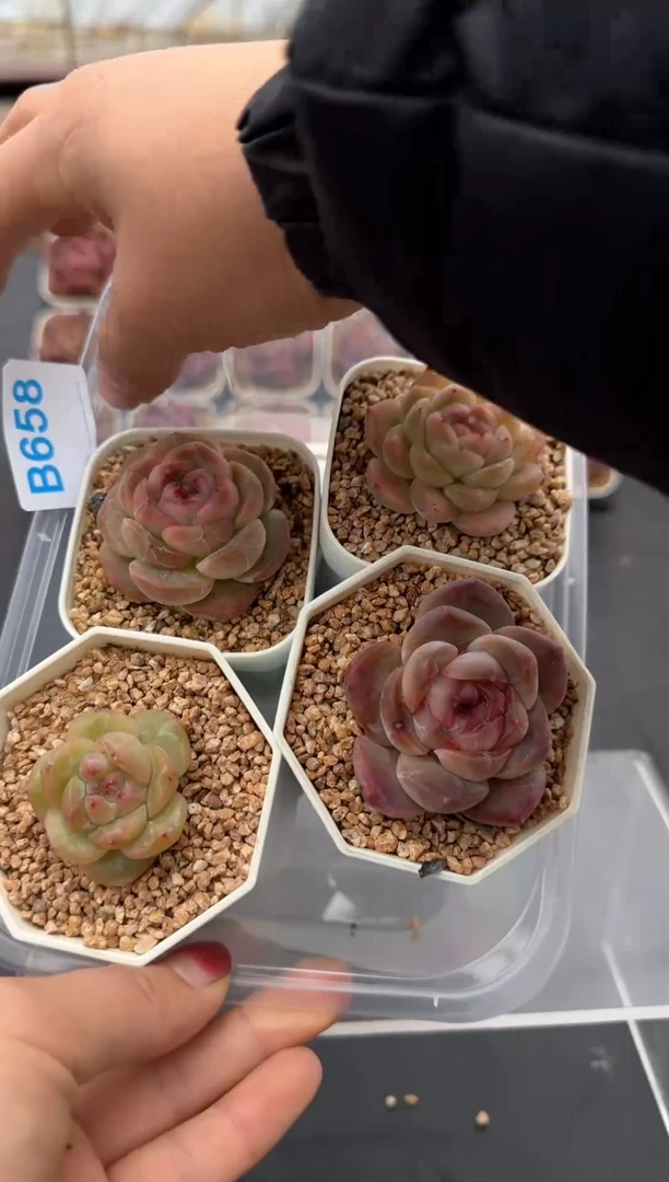 【闪购商品】658号脱土裸根发一物一拍4颗