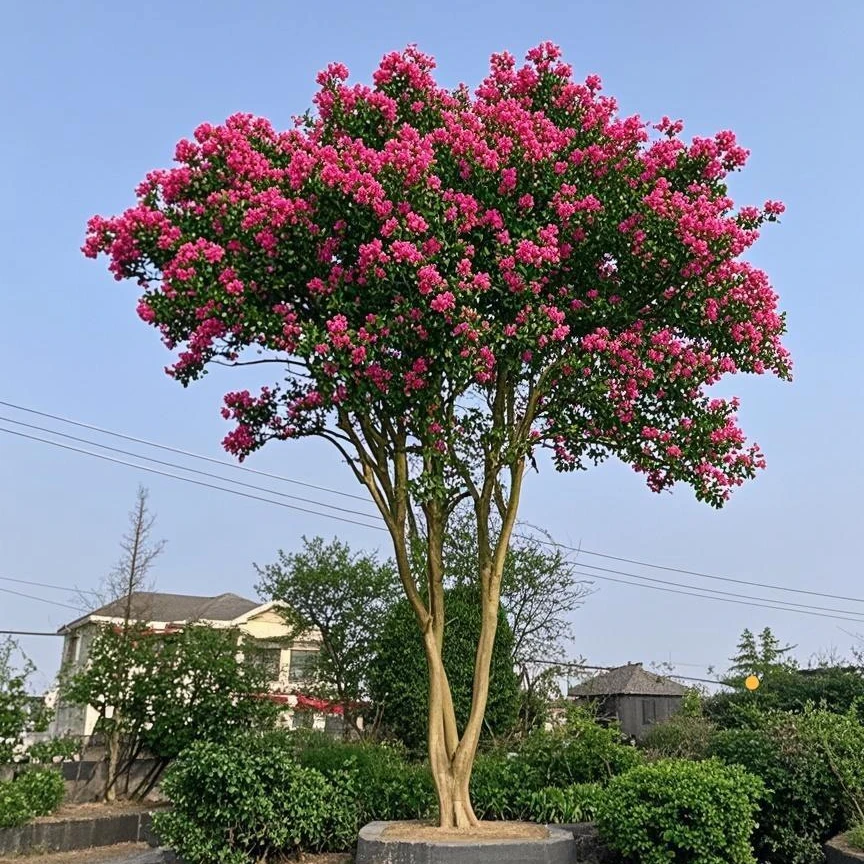 原生老桩川红紫薇庭院景观别墅造景植物园林基地直发