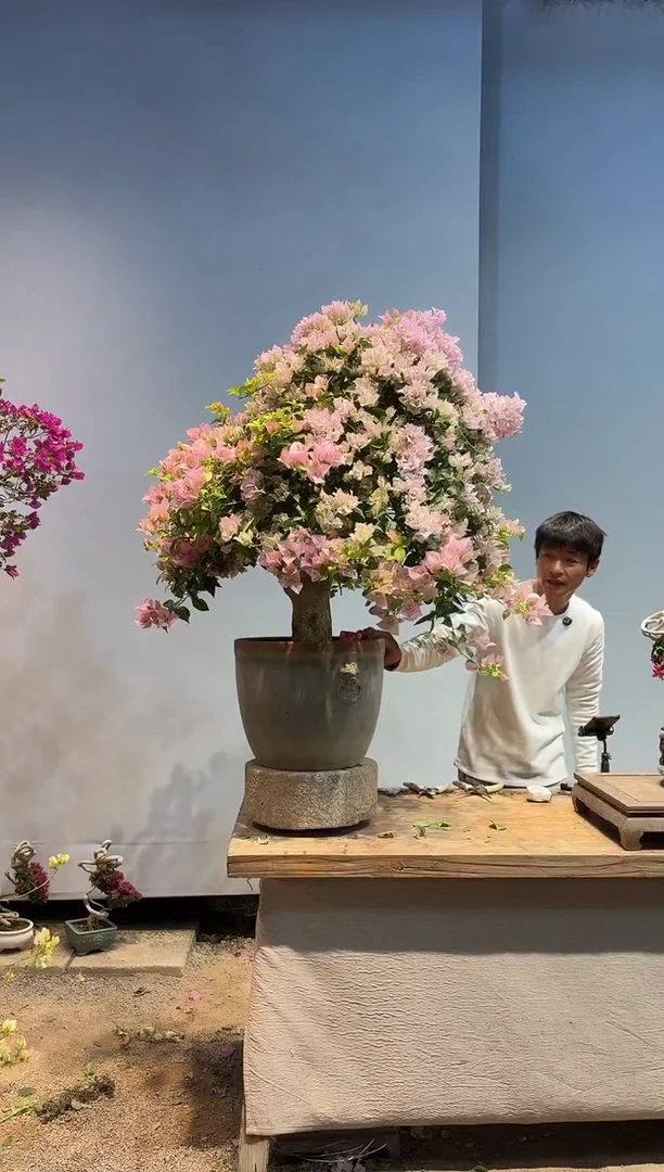 以实际为准三角梅31