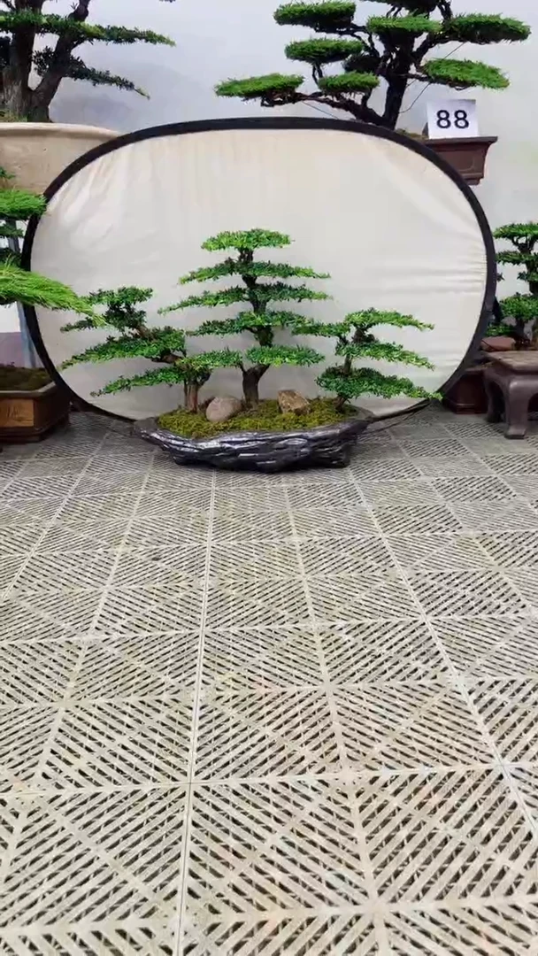 无花朵缘换盆链接 一物一拍