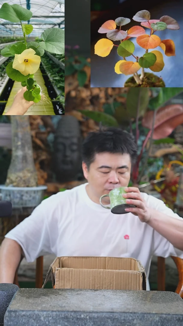 当前无花栽培后可以开花滨朴瓷器瓶