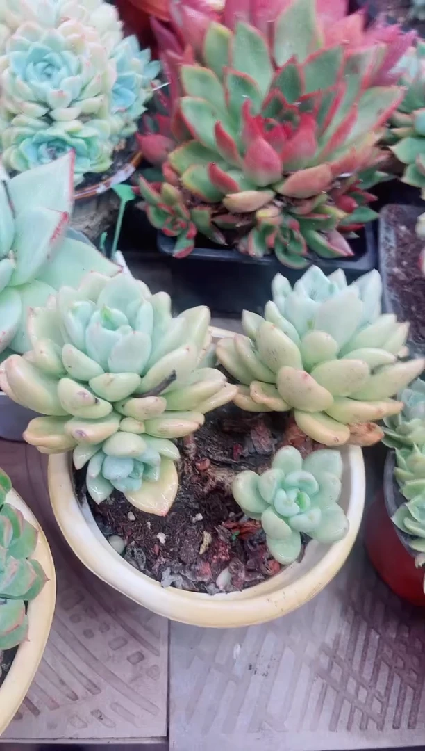 姐**气05020多肉植物一物一拍