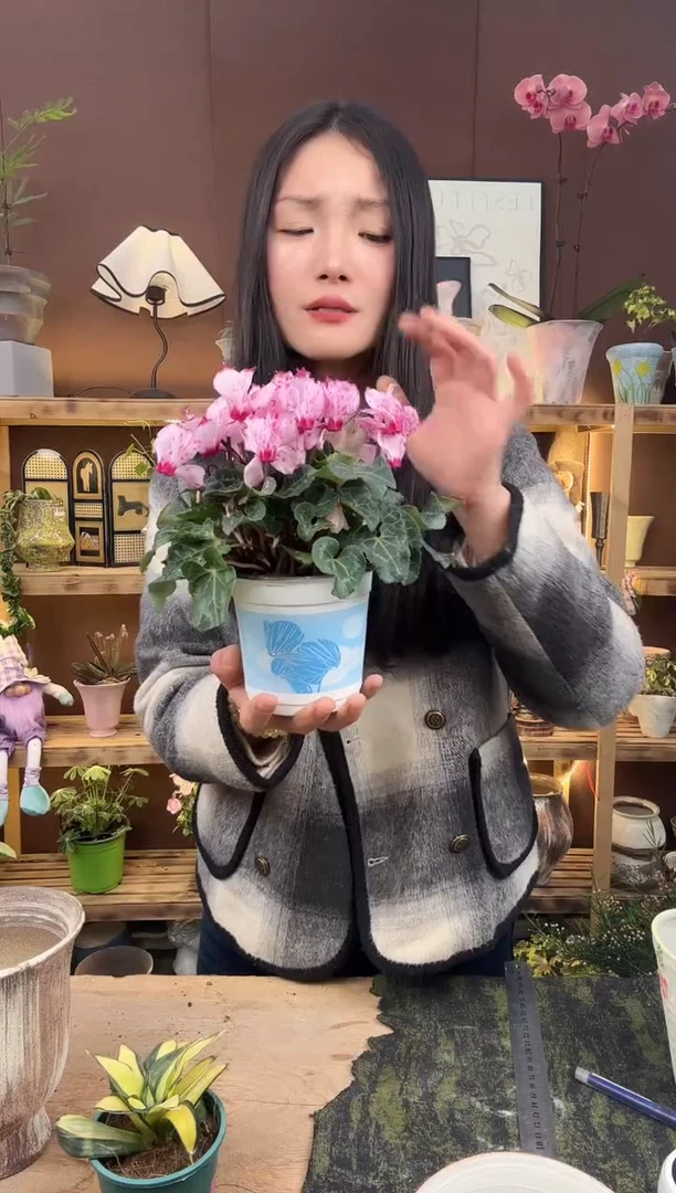 以实际为准夏日仙客来育苗盆391