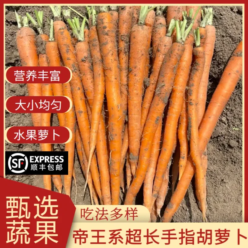 【适合生吃】现挖帝王系胡萝卜水洗超长拇指胡萝卜即食水果萝卜