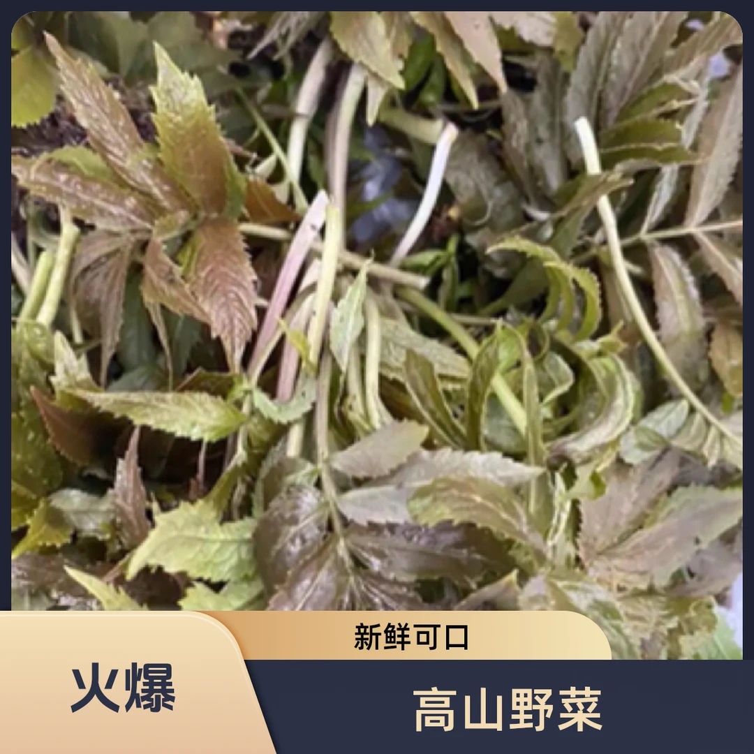 四川高山野菜雪芽菜山根菜 顺丰包邮
