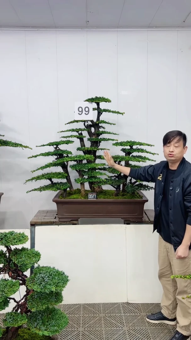 无花朵造型盆景一物一拍
