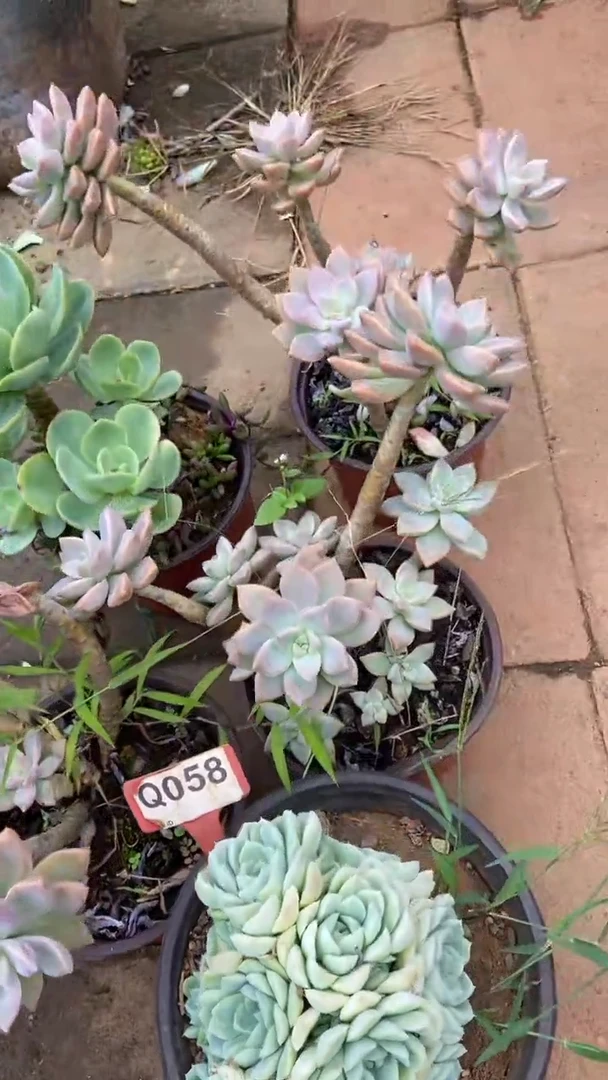 Q058多肉组合默认脱土发货