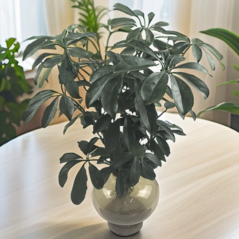 鸭脚木水培大肚瓶室内花卉好养绿植易活