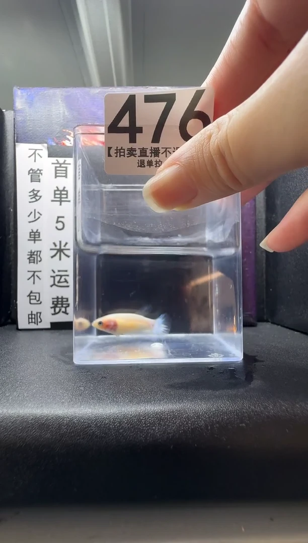 斗鱼母鱼编号：476