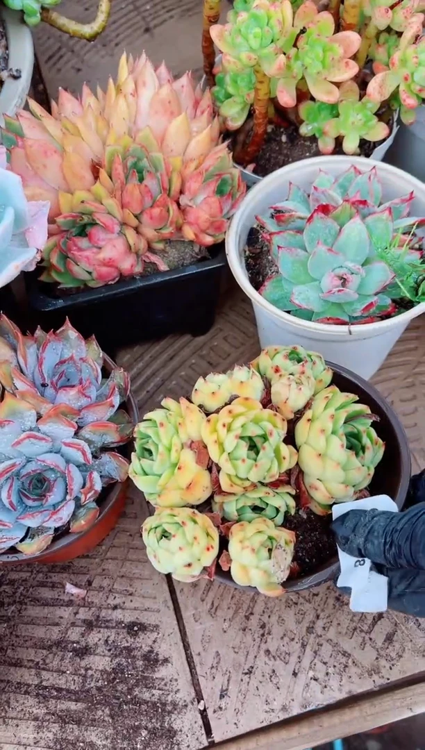 香****）植物一物一拍17108