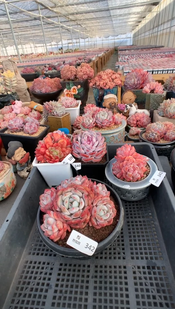 【闪购商品】342梦露一物一拍