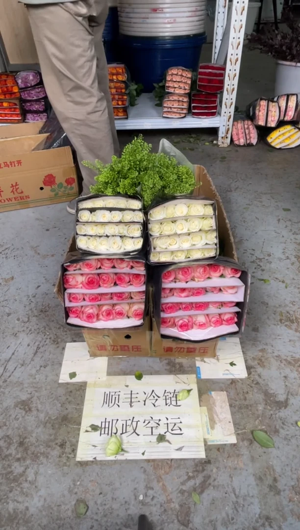 爱莎20枝+骄傲20枝+绿林草