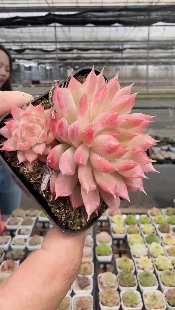 东云多肉园新款-43