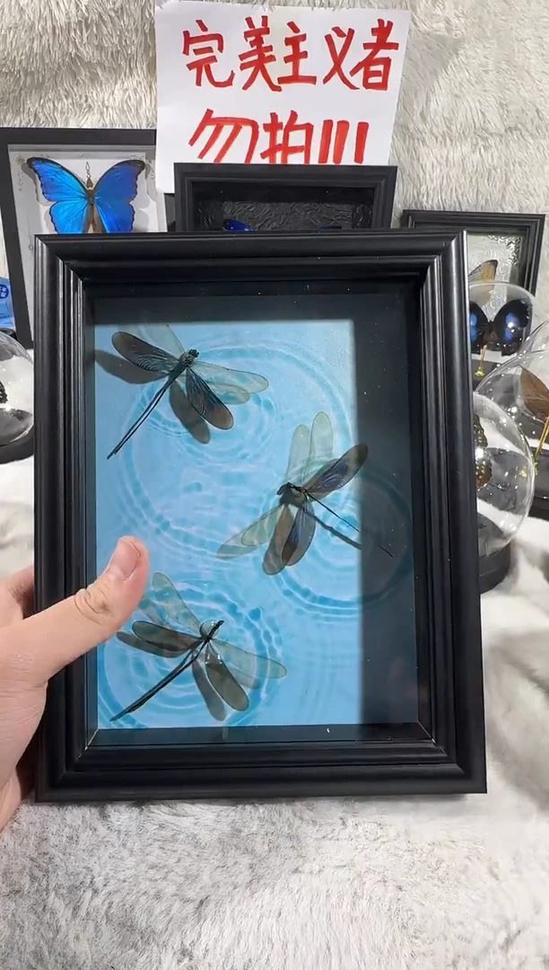 三只蜻蜓相框
