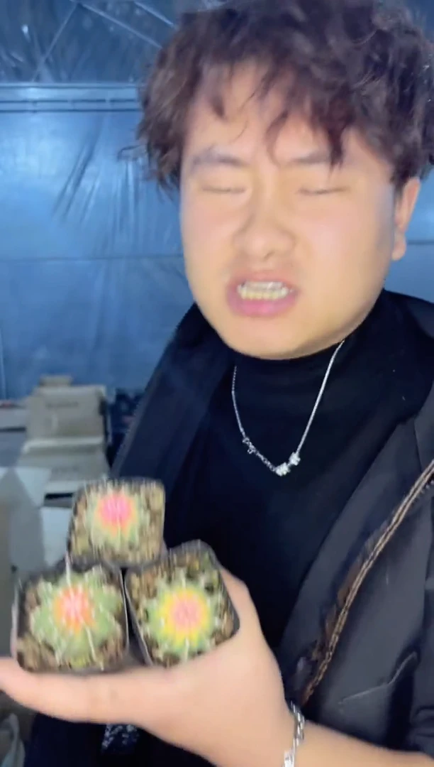 【闪购商品】4颗 纯肋骨【锦】3-5cm