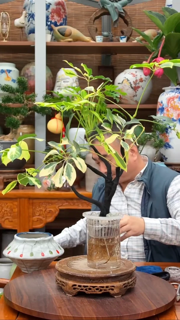 全部花苞刘**～水之韵水培花叶鸭掌木