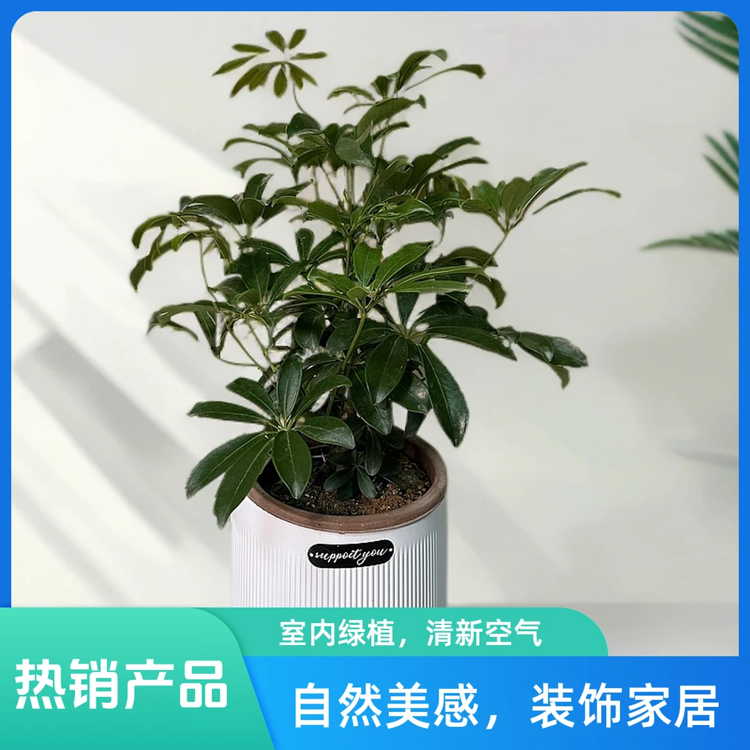 白色/灰色北欧盆大型鸭掌木水培植物客厅北欧盆花卉水培花卉绿植