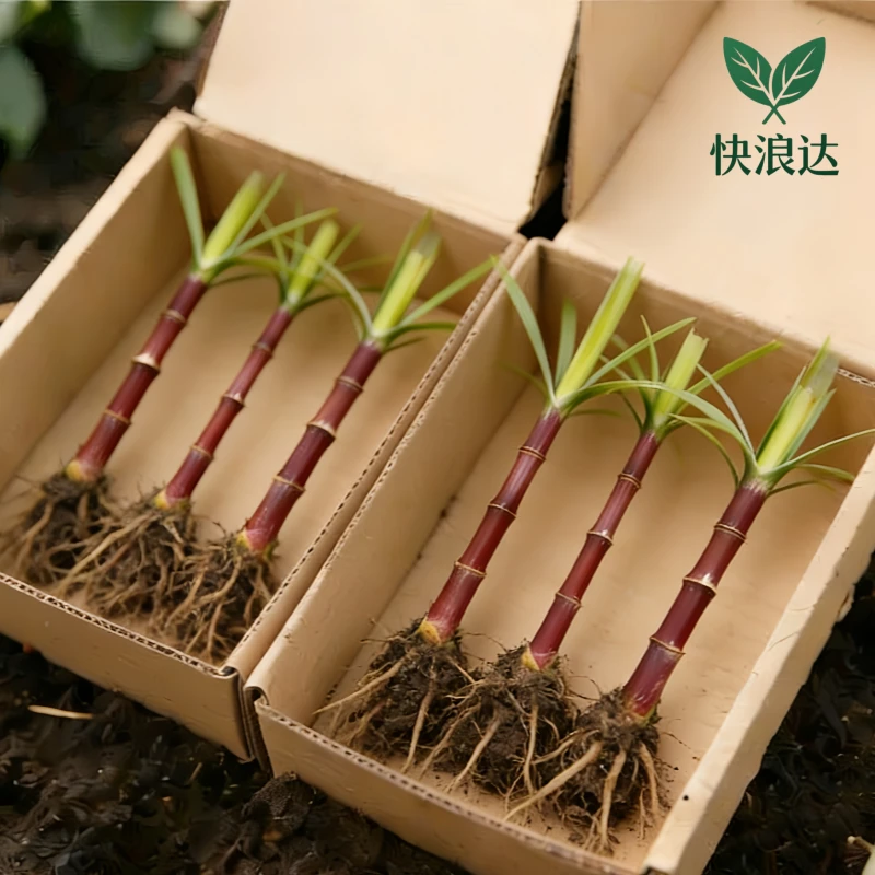 迷你小甘蔗盆栽适合室内外种植的黑皮甘蔗苗