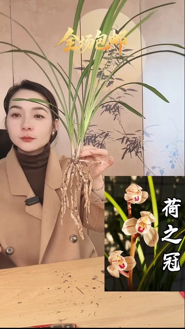 当前无花栽培后可以开花：荷之冠