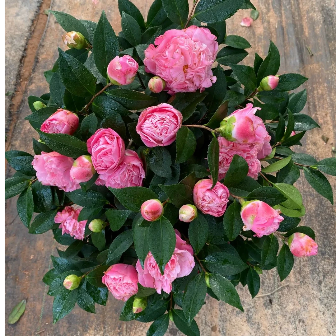 【70cm-90cm】带花苞发货香妃茶浓香型茶花盆栽室内外好养 -lx