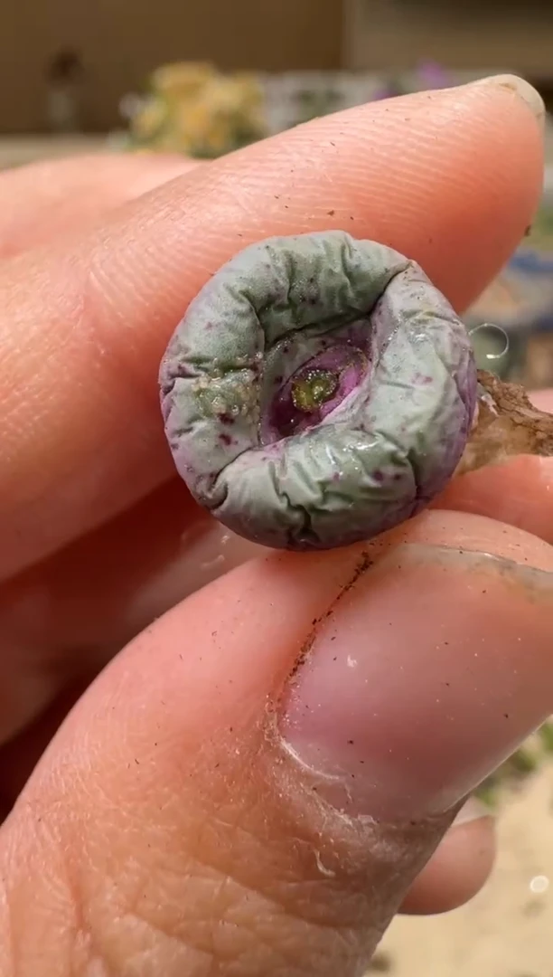 9-9多肉植物肉锥