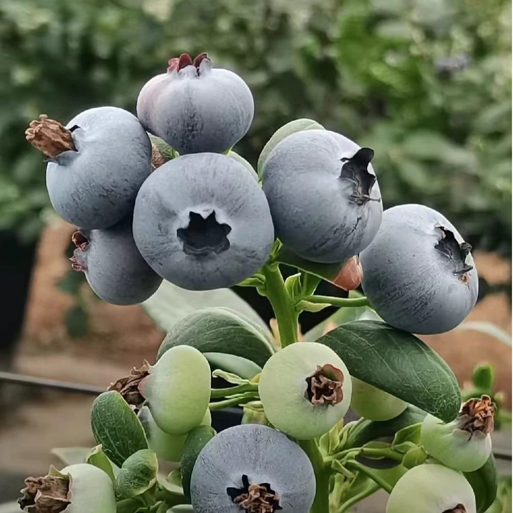 8盒总1000克 花香蓝莓18mm+收到开箱通风后放冰箱1小时后口感更佳