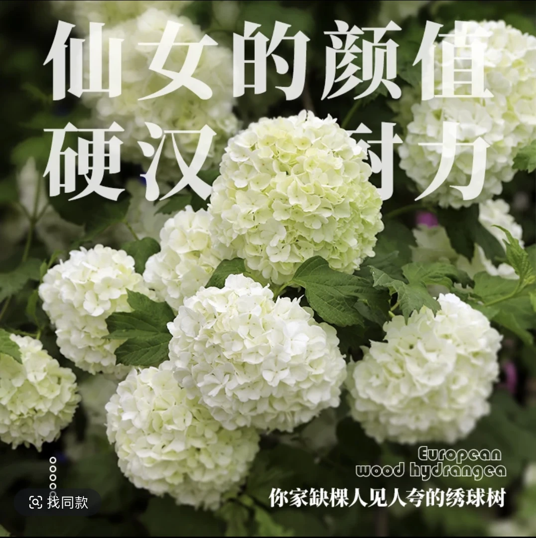 欧洲木绣球  盆景桩 庭院耐寒耐热盆栽