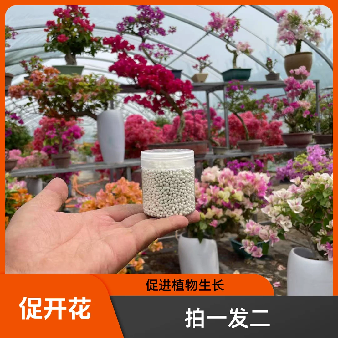 三角梅专用肥拍一发二