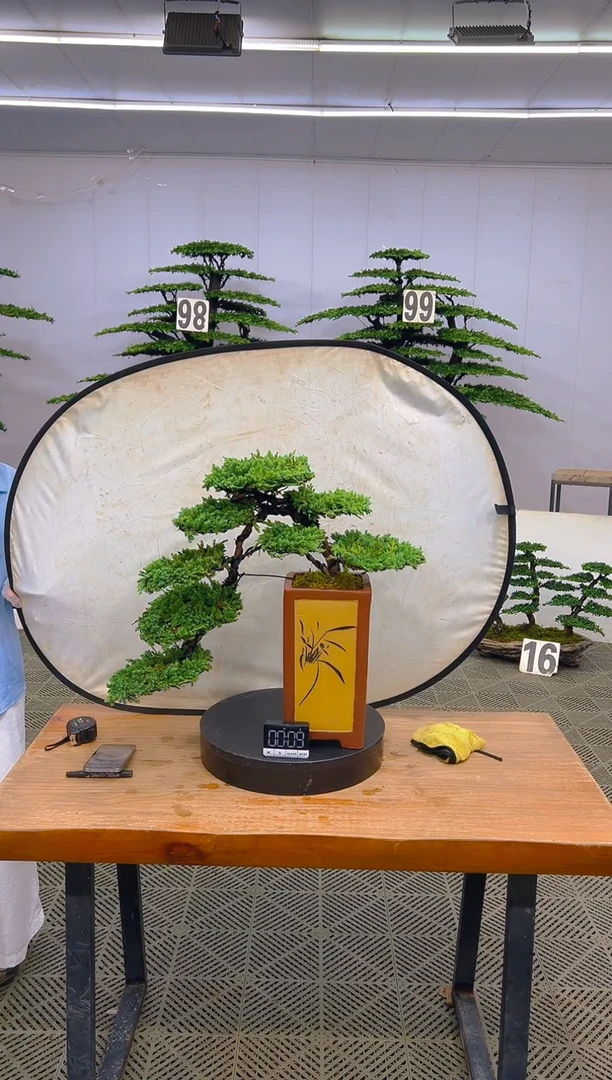 无花朵珍珠白盆景...