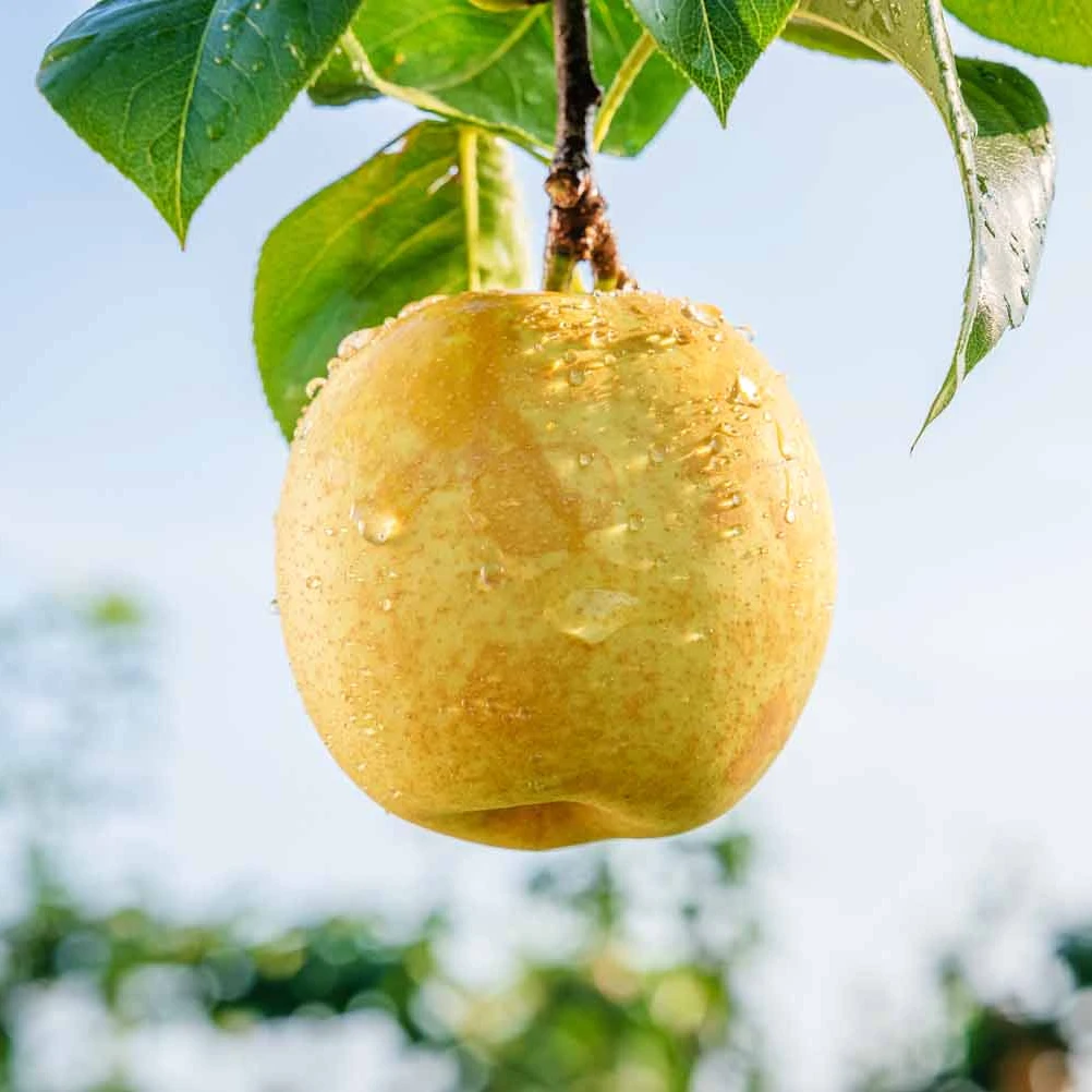 【凤仪湾农场】四川有机麻梨当季翠冠梨现摘现发薄皮多汁清甜无渣