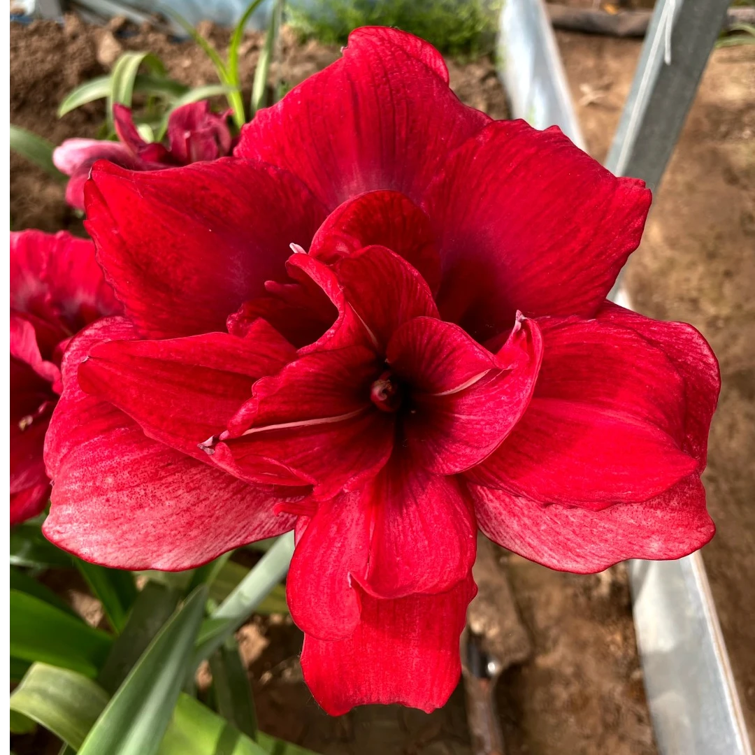 【笑脸】重瓣朱顶红     剪叶裸根发掉侧无售后