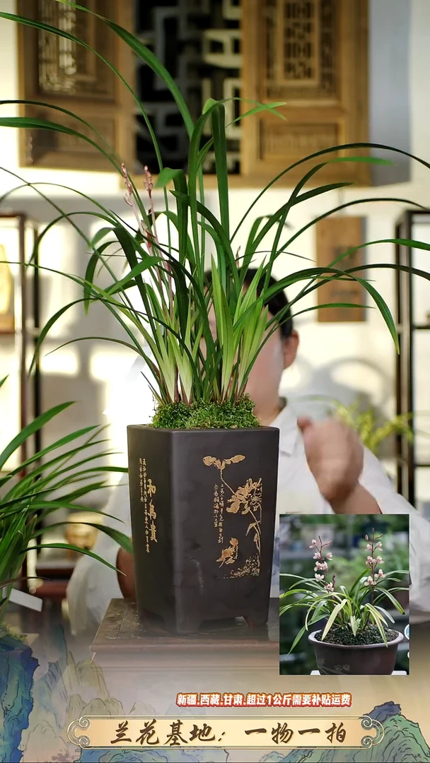 花仙子带紫砂盆1111