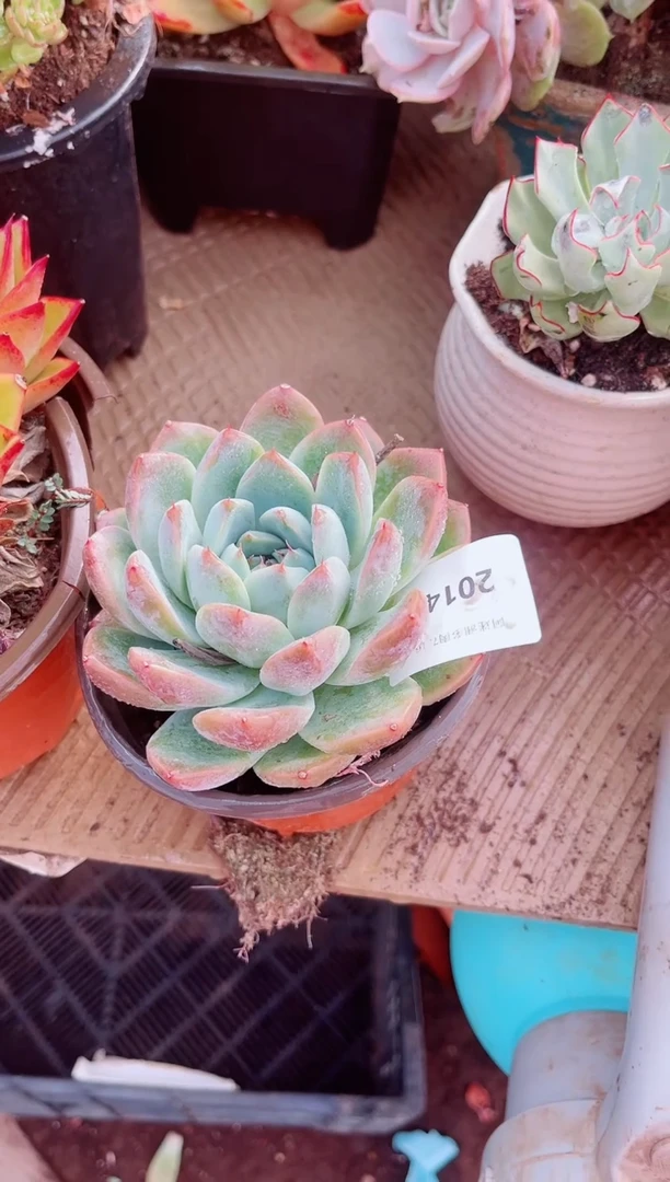 ?***葱20142多肉植物一物一拍