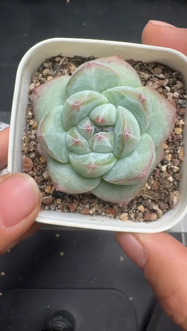 368M当天拍3颗包柚 带盆土纸巾打包 云禹花卉 珍妮多肉植物