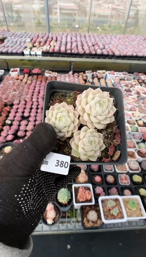 【闪购商品】379散群一物一拍