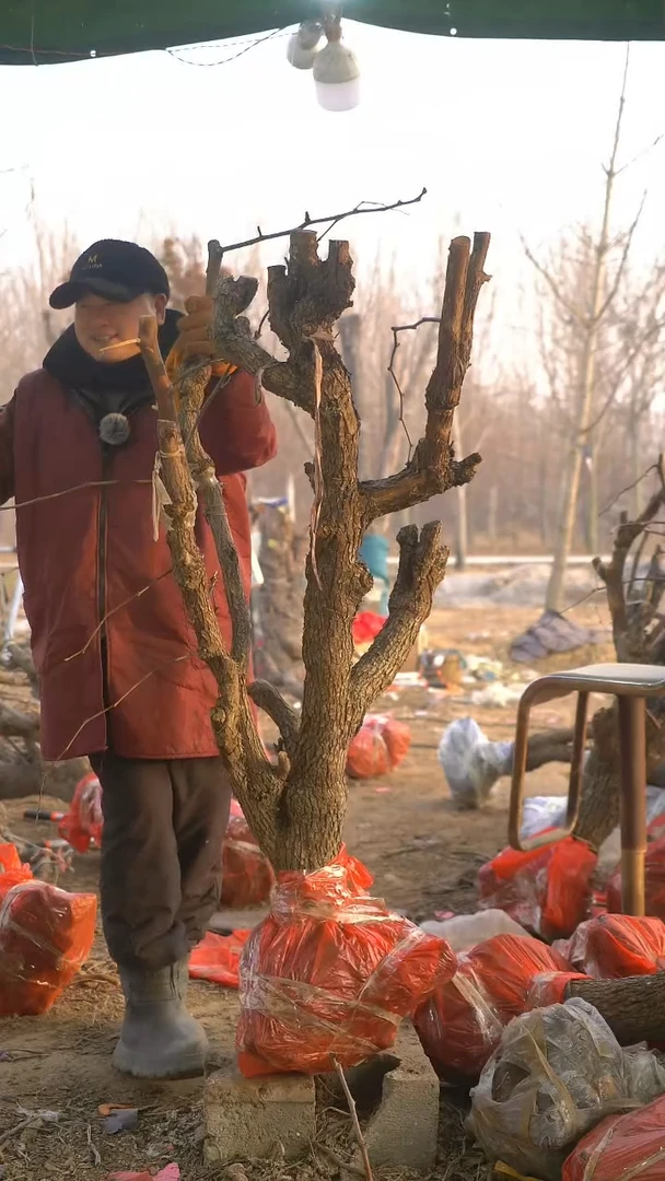 完全开放枣树867